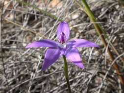 Image of Caladenia major (R. Br.) Rchb. fil.