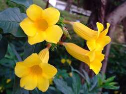 Image of bush allamanda