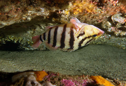 Image of Blackbanded seaperch