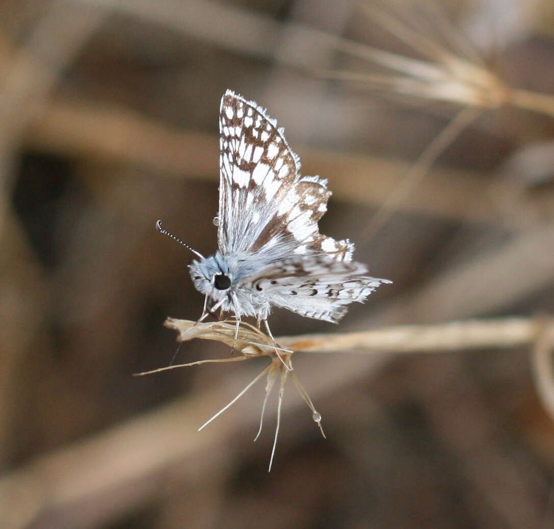 Image of Common Checkered Skipper