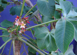 Imagem de Jatropha macrocarpa Griseb.