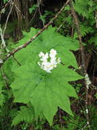 Image of umbrellaleaf