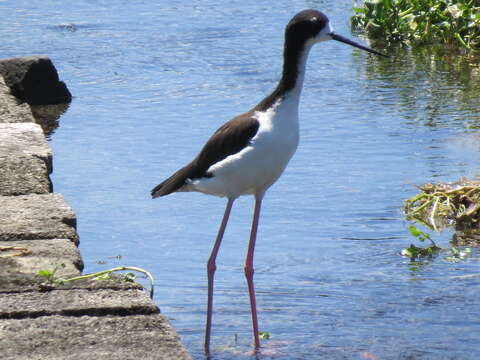 Image of Black-necked Stilt