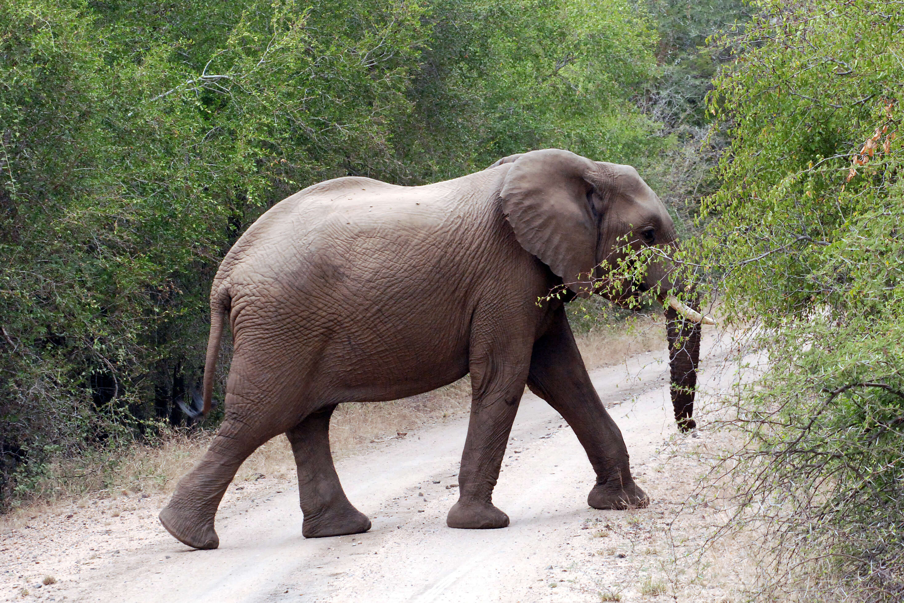 Image of African bush elephant