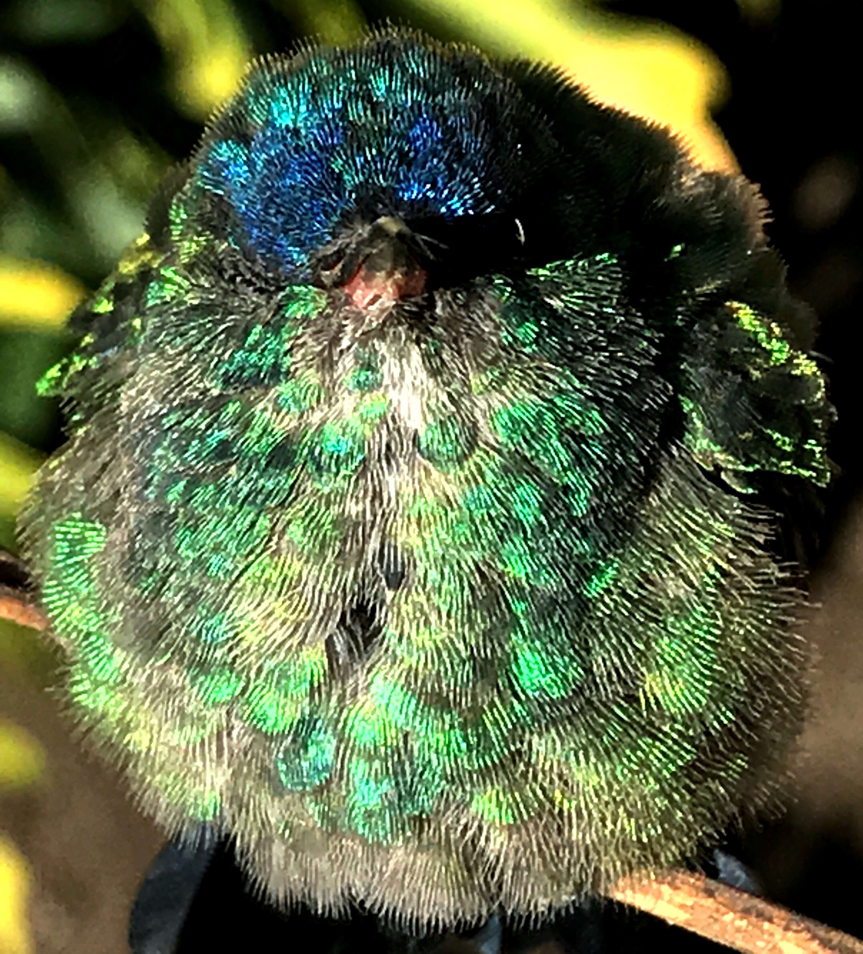 Image of Trochilidae