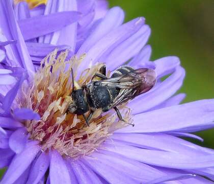 صورة Stelis punctulatissima (Kirby 1802)