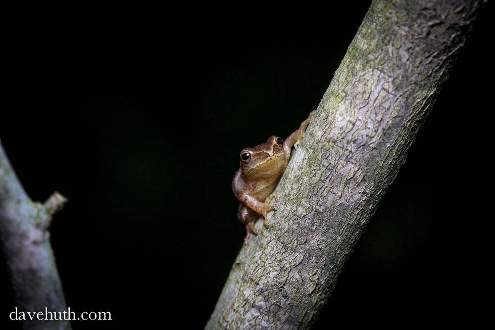 Image of Spring Peeper