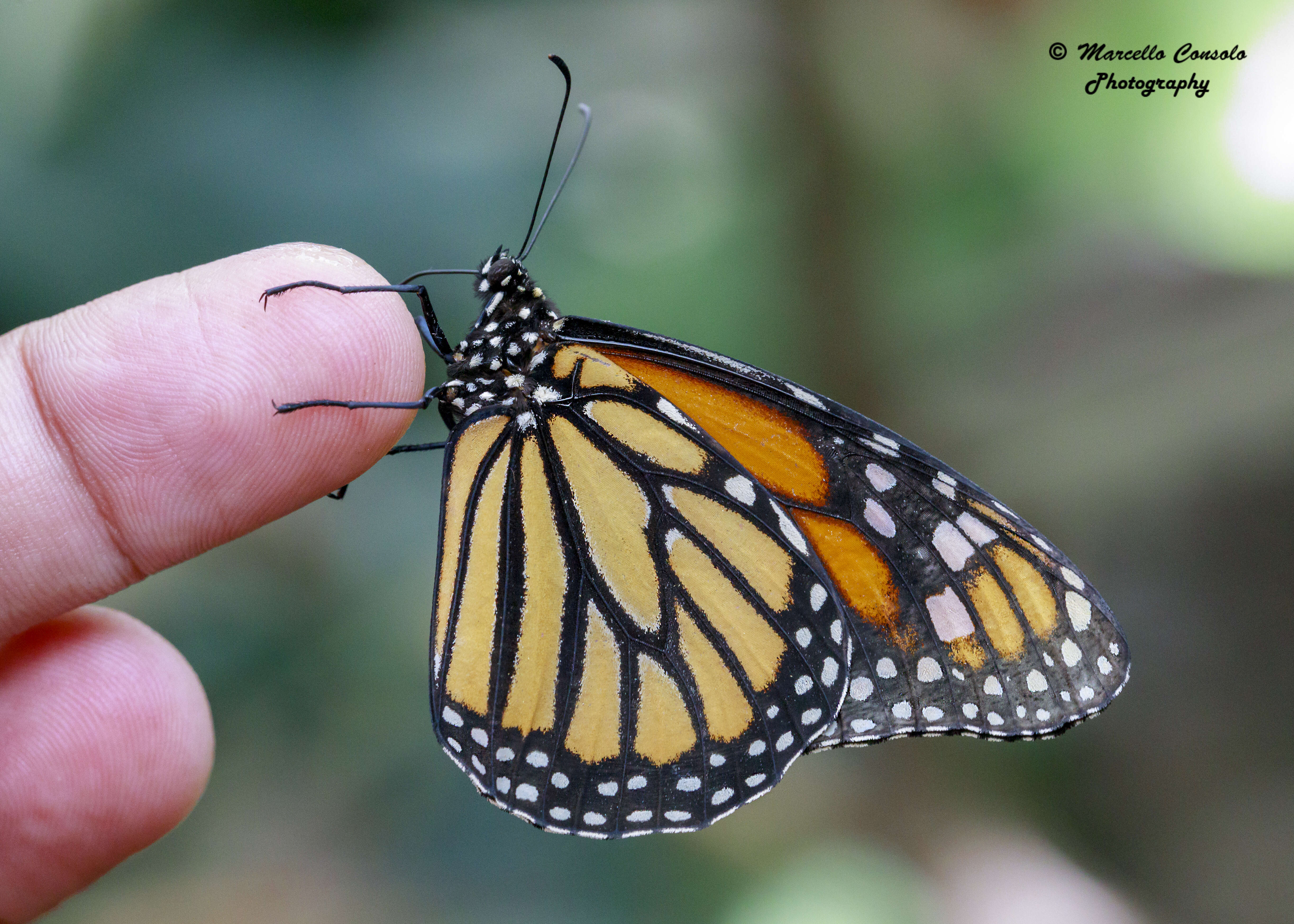 Image of Monarch Butterfly