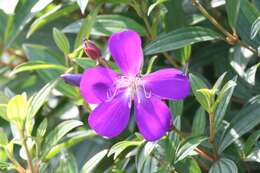 Imagem de Tibouchina