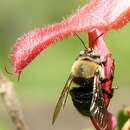 Image of Horsefly-like Carpenter Bee