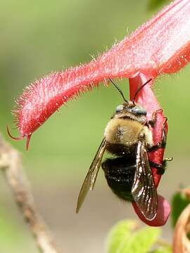Image de abeille charpentière