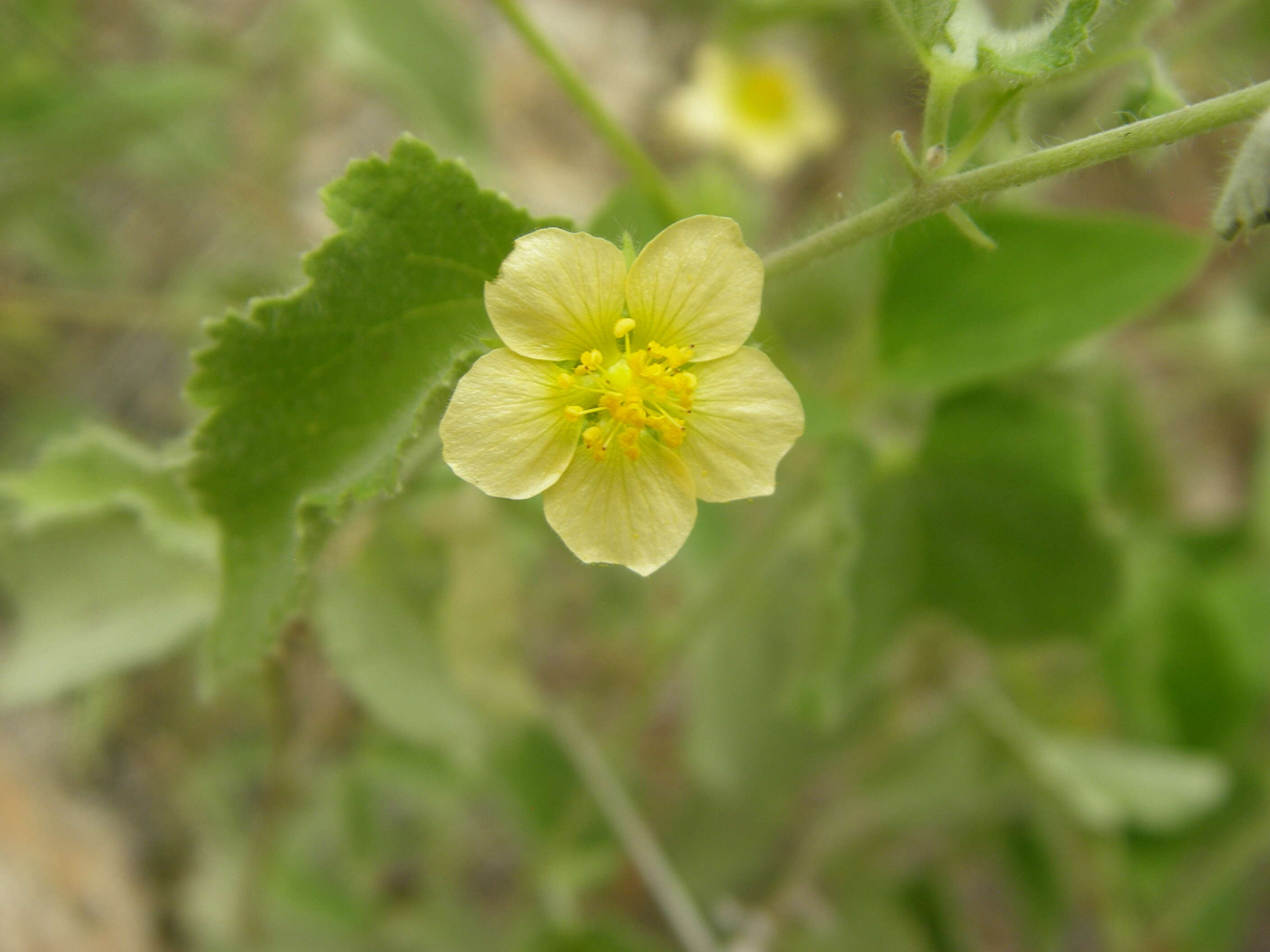 Imagem de Herissantia crispa (L.) Briz.