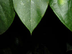 Image of Daphnopsis costaricensis K. Barringer & Grayum