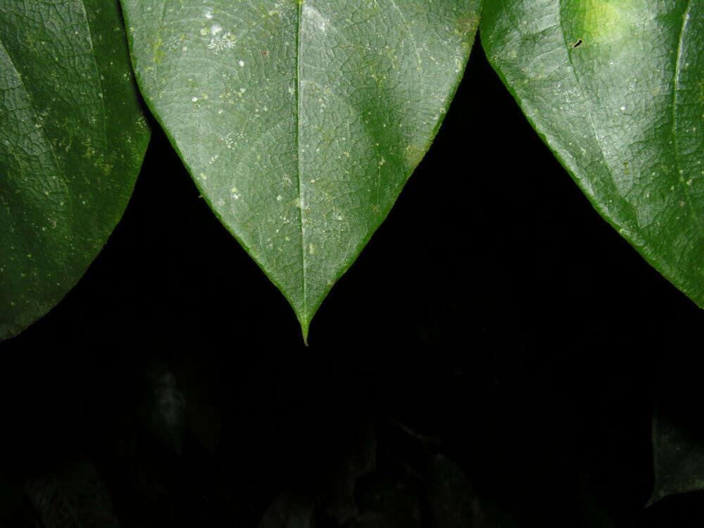 Image of Daphnopsis costaricensis K. Barringer & Grayum