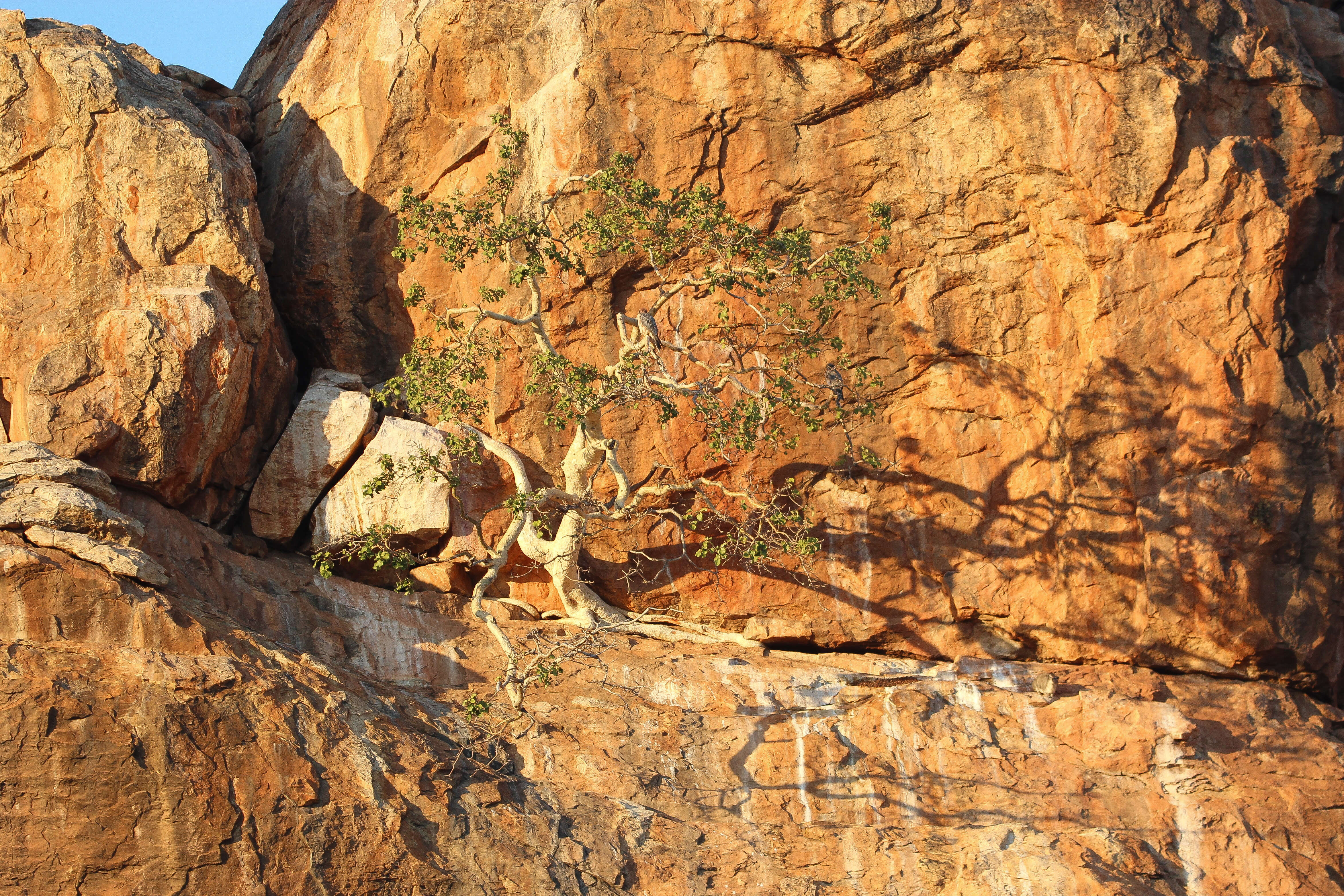 Image of Large-leaved rock fig