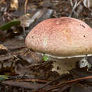 Image of Agaricus porphyrizon P. D. Orton 1960