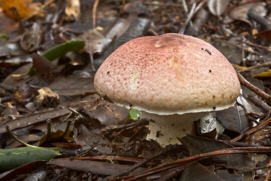 Agaricus porphyrizon P. D. Orton 1960 resmi