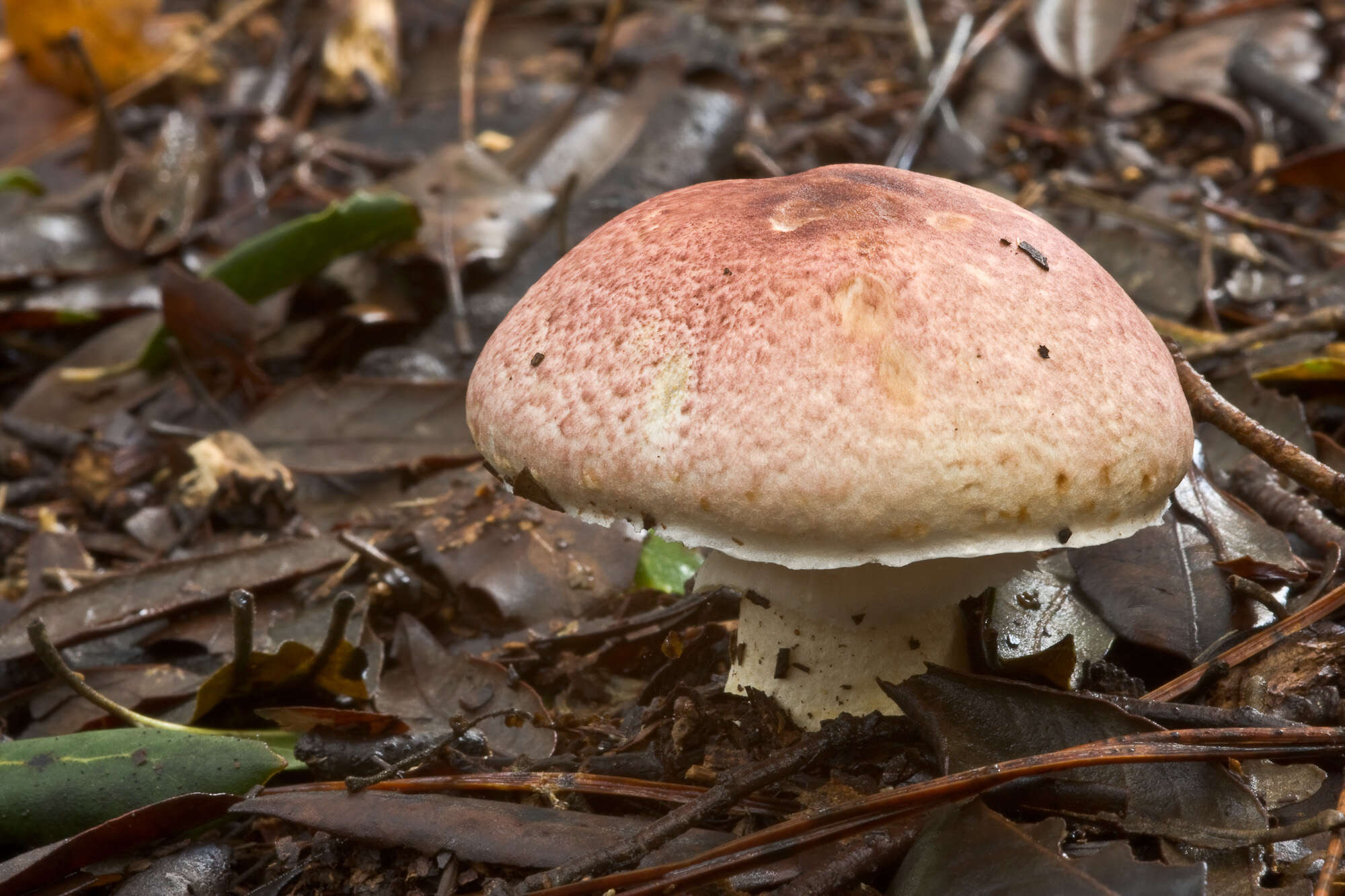 Imagem de Agaricus porphyrizon P. D. Orton 1960