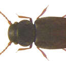 Image of Actidium coarctatum (Haliday 1855)