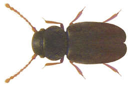 Image of featherwing beetles