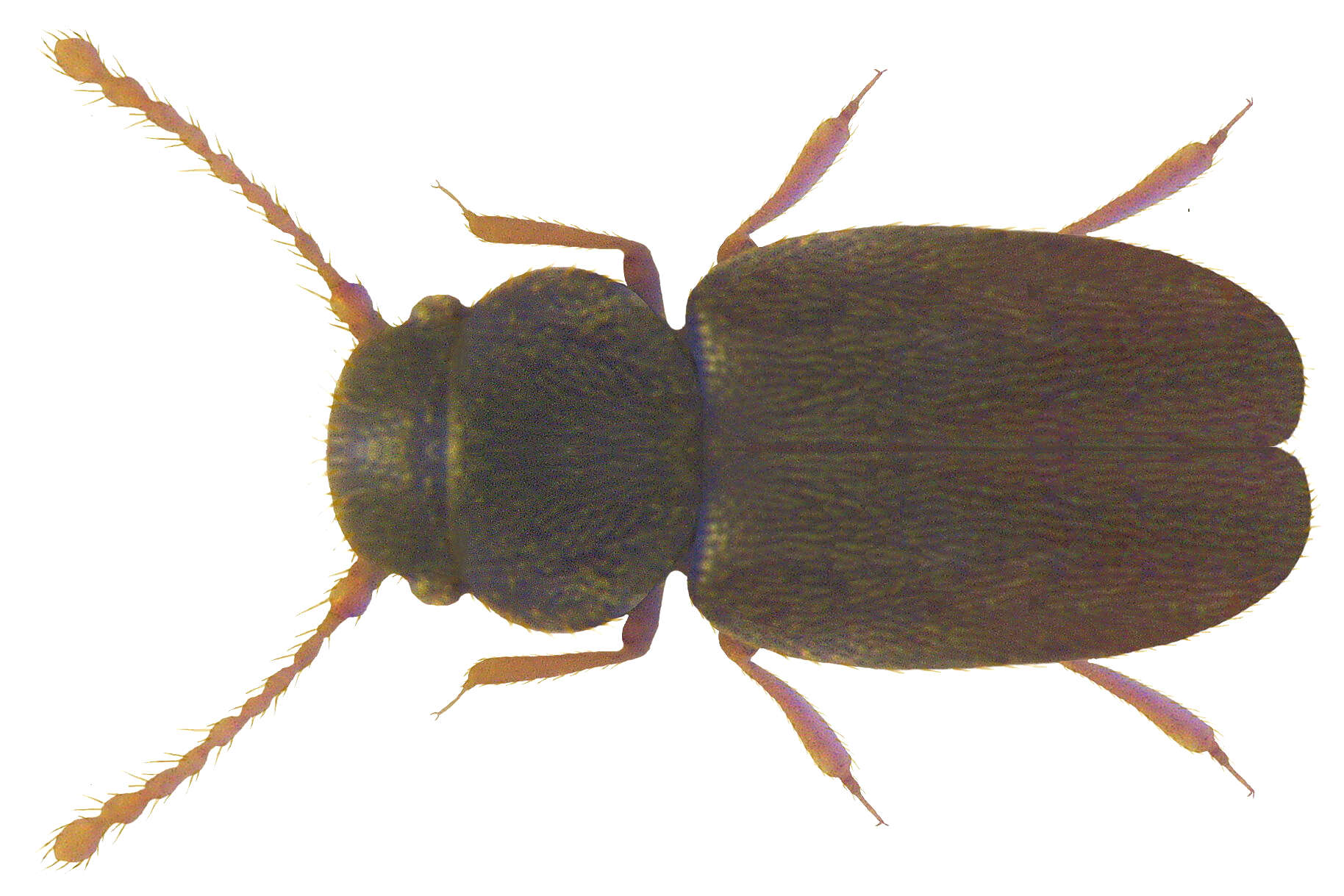 Image of featherwing beetles