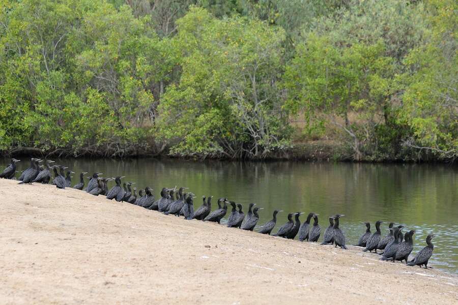 Image of Little Black Cormorant