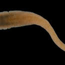 Image of brown ribbon worm