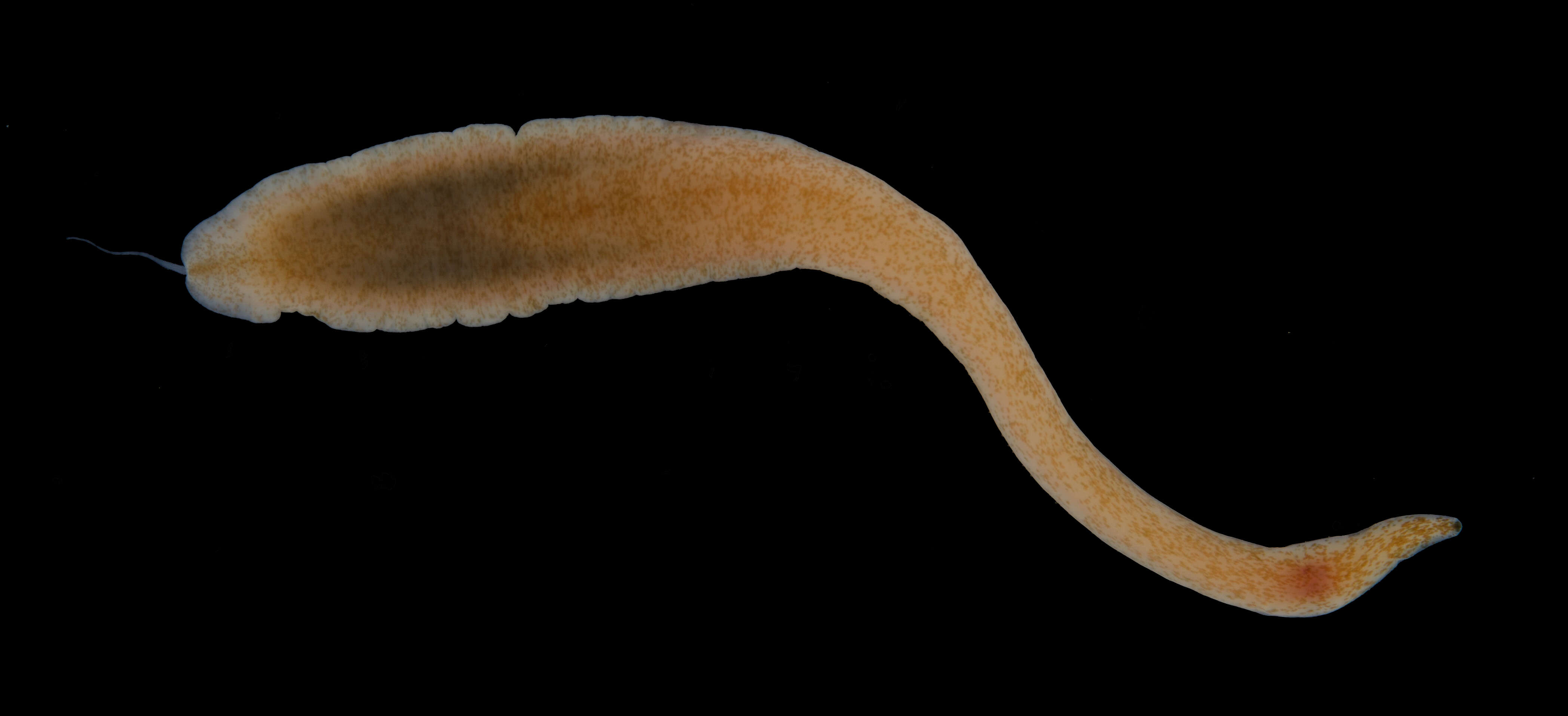 Image of Pilidiophora