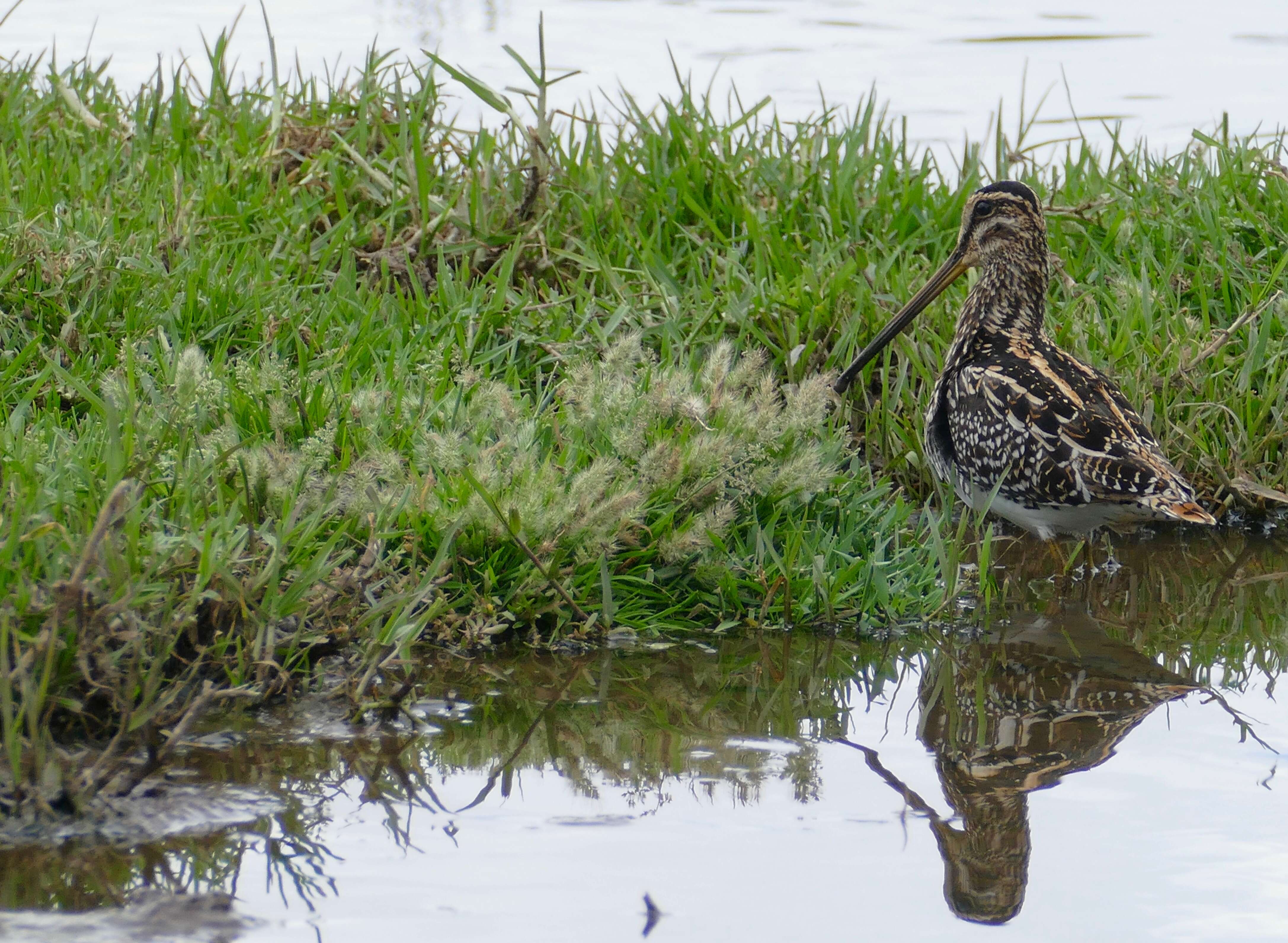 Image of African Snipe