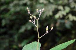 Image of Stauranthera