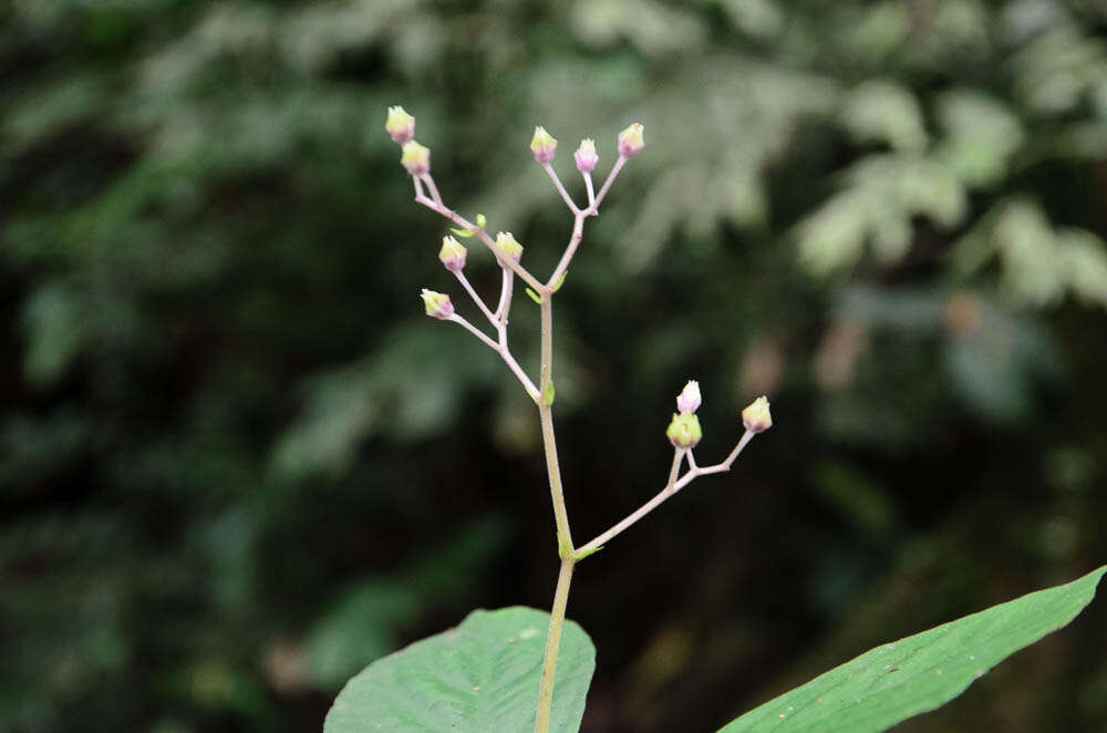 Image of Stauranthera umbrosa (Griff.) C. B. Clarke