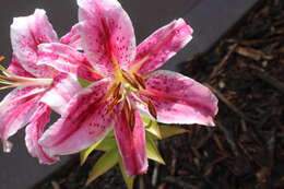 Lilium speciosum Thunb. resmi