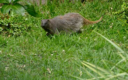 Image of Common Mongooses