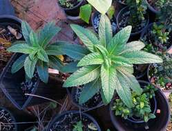 Image de Lobelia hypoleuca Hillebr.