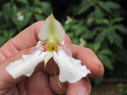 Image of Impatiens tinctoria A. Rich.