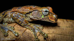 Image of Mexican Treefrogs