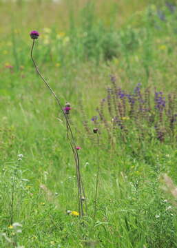 Image of Jurinea mollis (L.) Rchb.