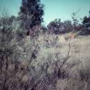 Image of Grevillea juncifolia subsp. juncifolia