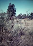 Image of Grevillea juncifolia Hook.