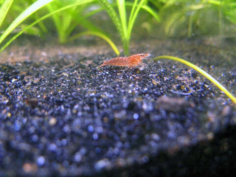 صورة <i>Neocaridina denticulata</i>