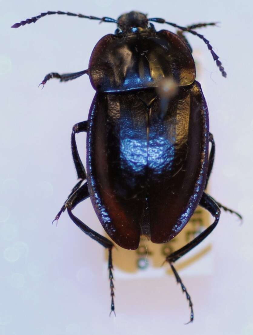 Heterotemna tenuicornis (Brullé 1836) resmi