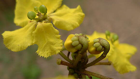 Image of Stigmaphyllon blanchetii C. Anderson