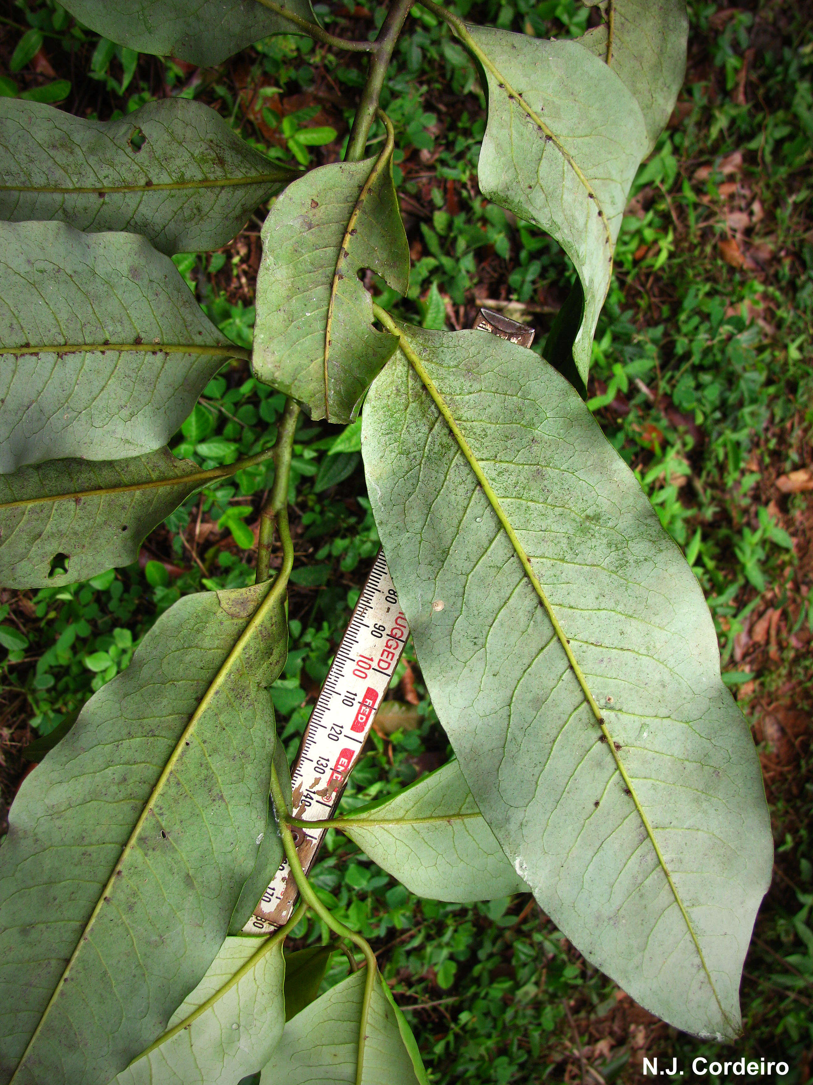 Image of Cephalosphaera