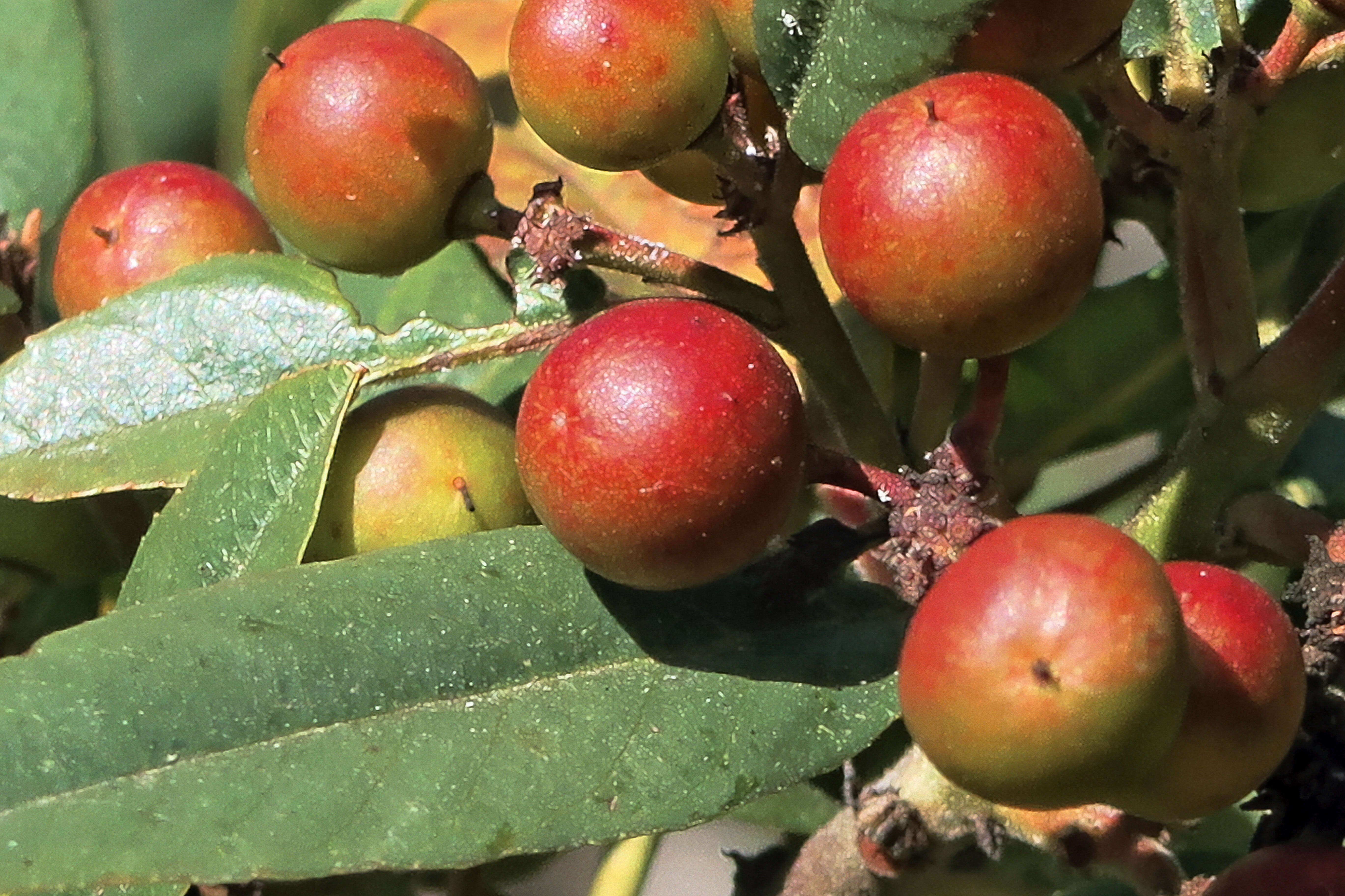 Image of California buckthorn