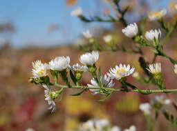 Image of hairy white oldfield aster