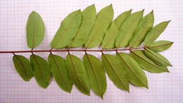 Image de Zanthoxylum petiolare A. St.-Hil. & Tul.