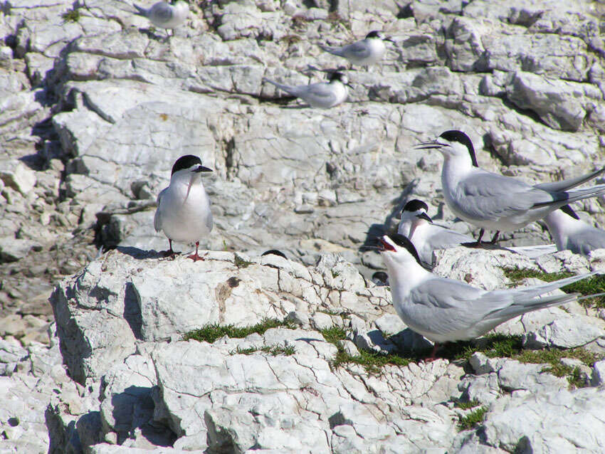 Image of White-fronted Tern