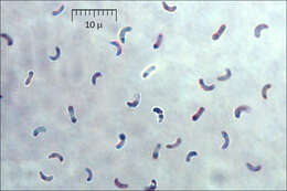 Skeletocutis amorpha (Fr.) Kotl. & Pouzar 1958 resmi