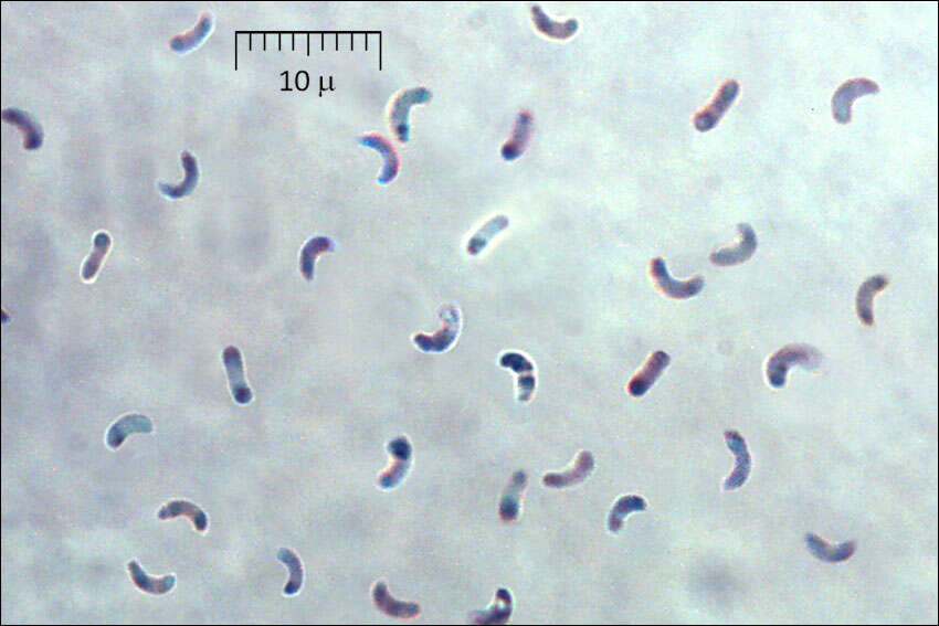 Image of Skeletocutis amorpha (Fr.) Kotl. & Pouzar 1958