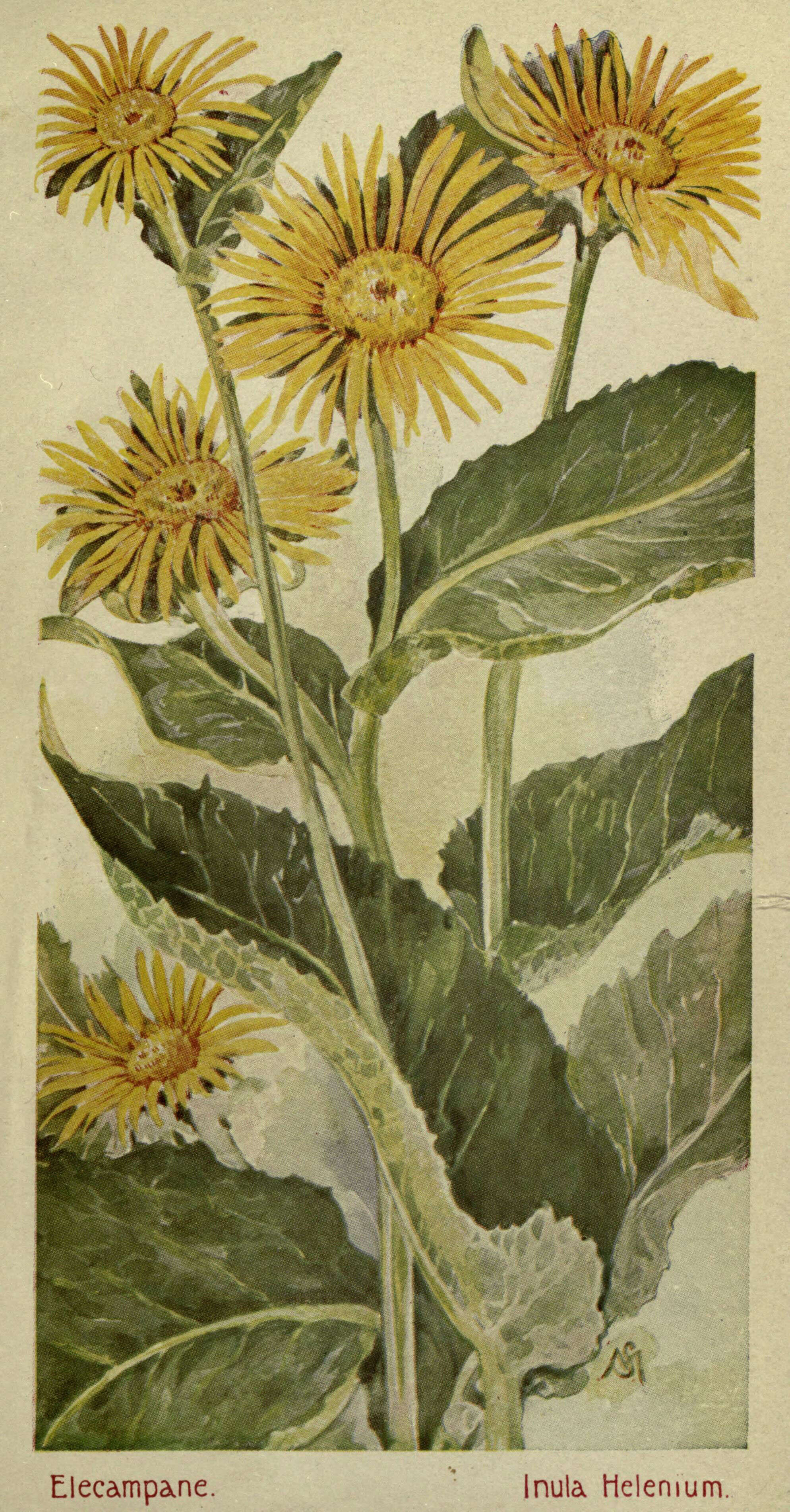 Inula helenium L. resmi